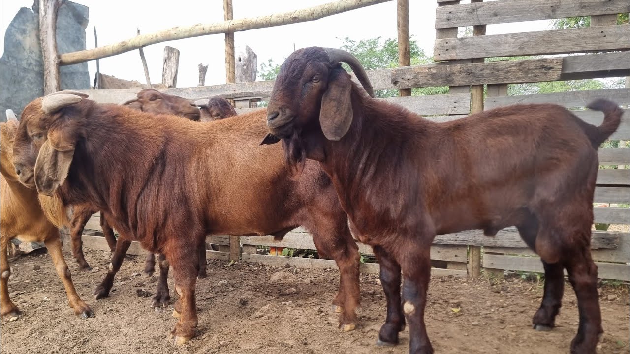KALAHARI RED CENTRAL DE VENDAS (87)996456741 MELHOR GENÉTICA DE CAPRINOS