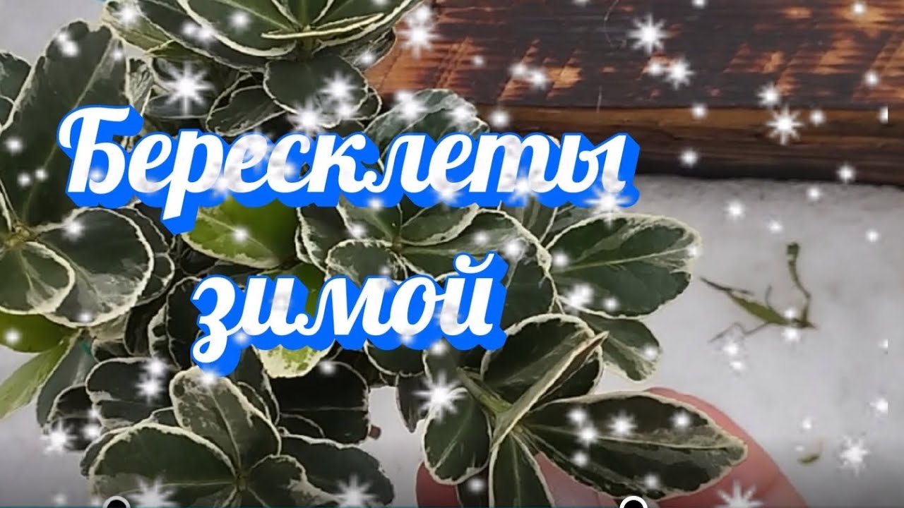  О бересклетах и немного о разном#растения#сад#garden#plants