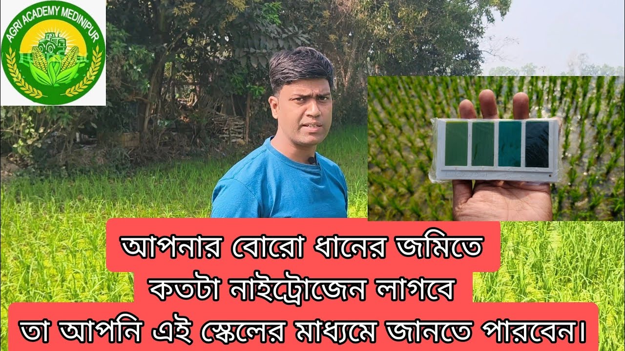 LCC দিয়ে কিভাবে বোরো ধানের জমিতে নাইট্রোজেন প্রয়োগ করবেন।How to  use LCC for nitrogen apply.
