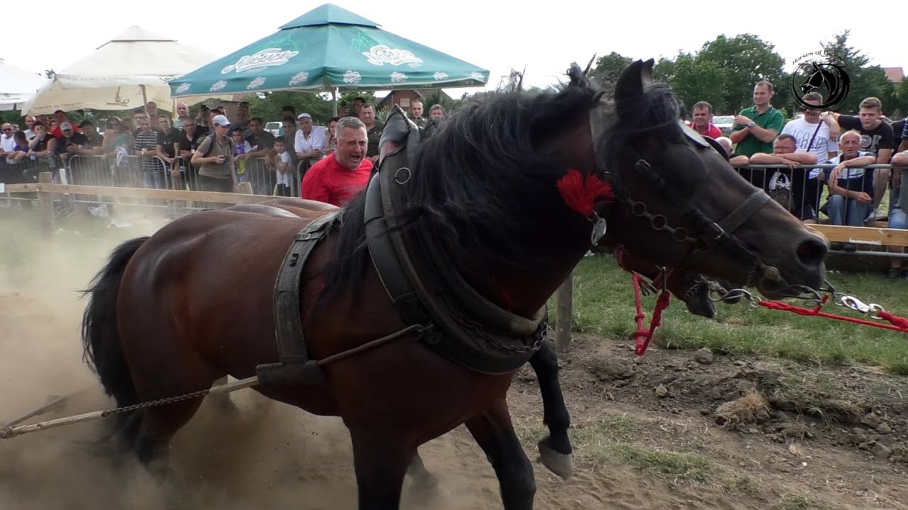 - DORAT I DANE OD BRAĆE SIMIĆ NAJBOLJI PAR SREDNJE U RUMI -
