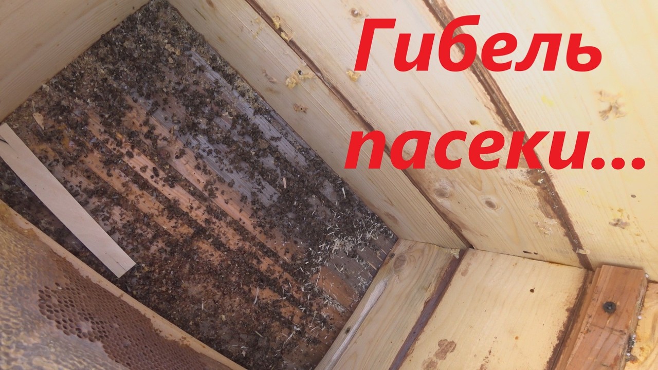 Пчёлы погибли. Пасека пропала. В чём дело?!