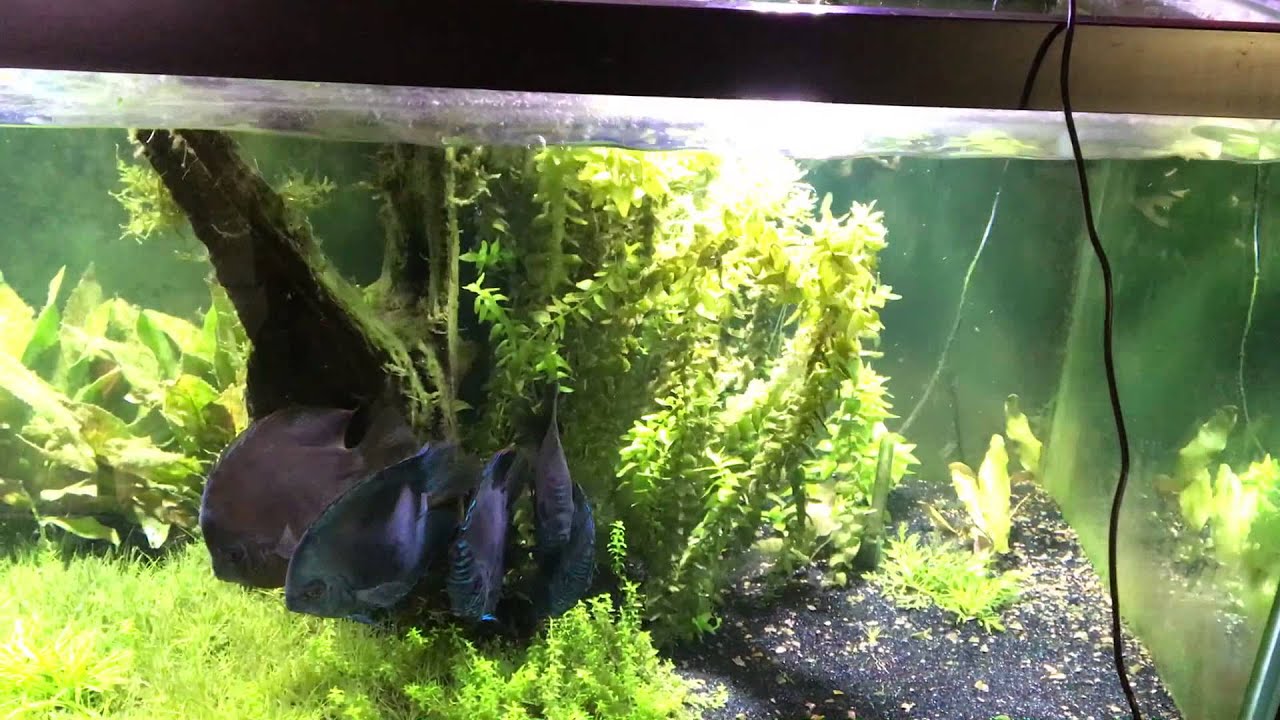 Setting up Radion XR15w Pro LED for a fresh water planted tank