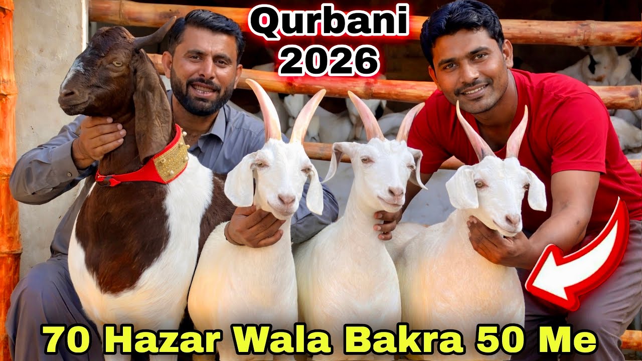 Liyari Bakra Mandi 😍 Se Bhe Sasti Bakra Mandi ❤️ Pak Colony Bakra Mandi | Qurbani 2026 Bakra 
