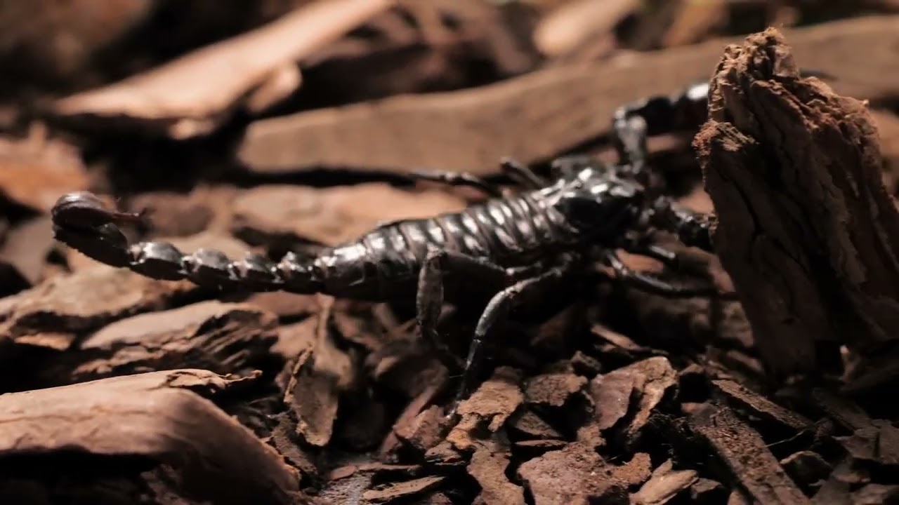 Black scorpion walking Close up