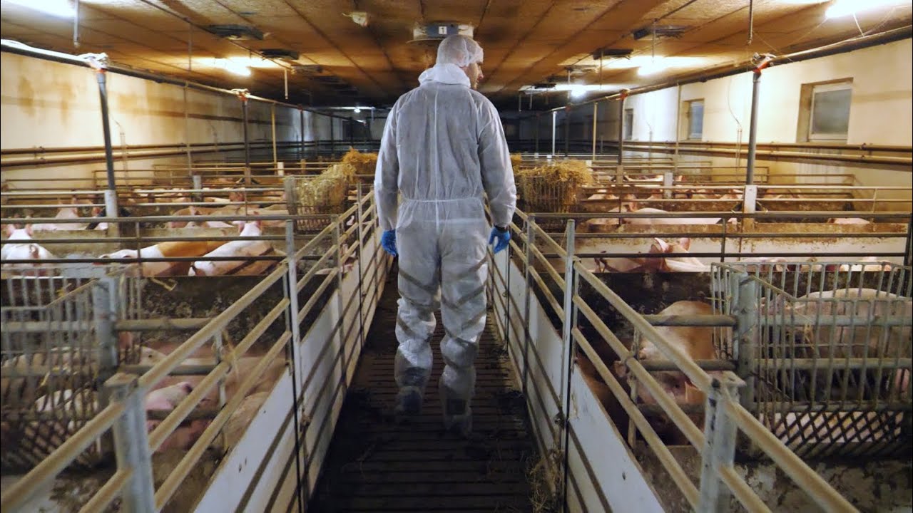 Wir haben uns die Zukunft der österreichischen Schweinehaltung angeschaut #vollspaltenboden