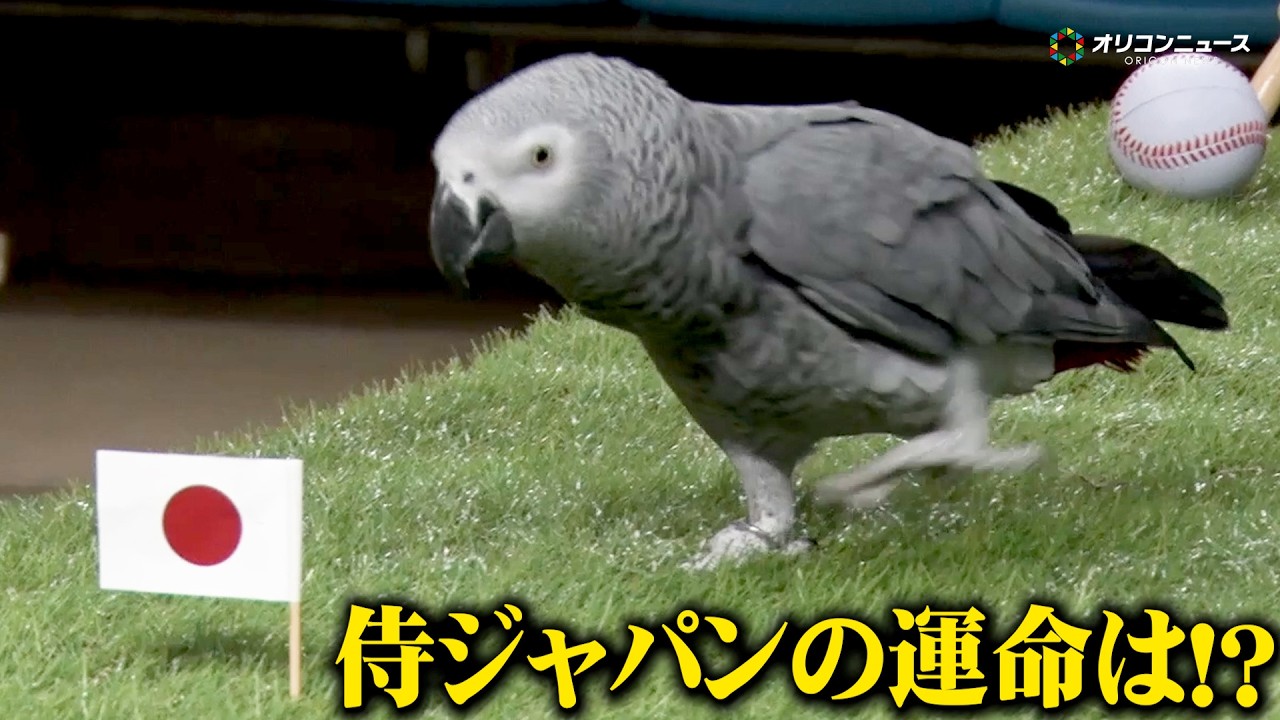 【WBC】前回大会は的中率100%！ヨウムのオリビアが占う侍ジャパンの運命は！？