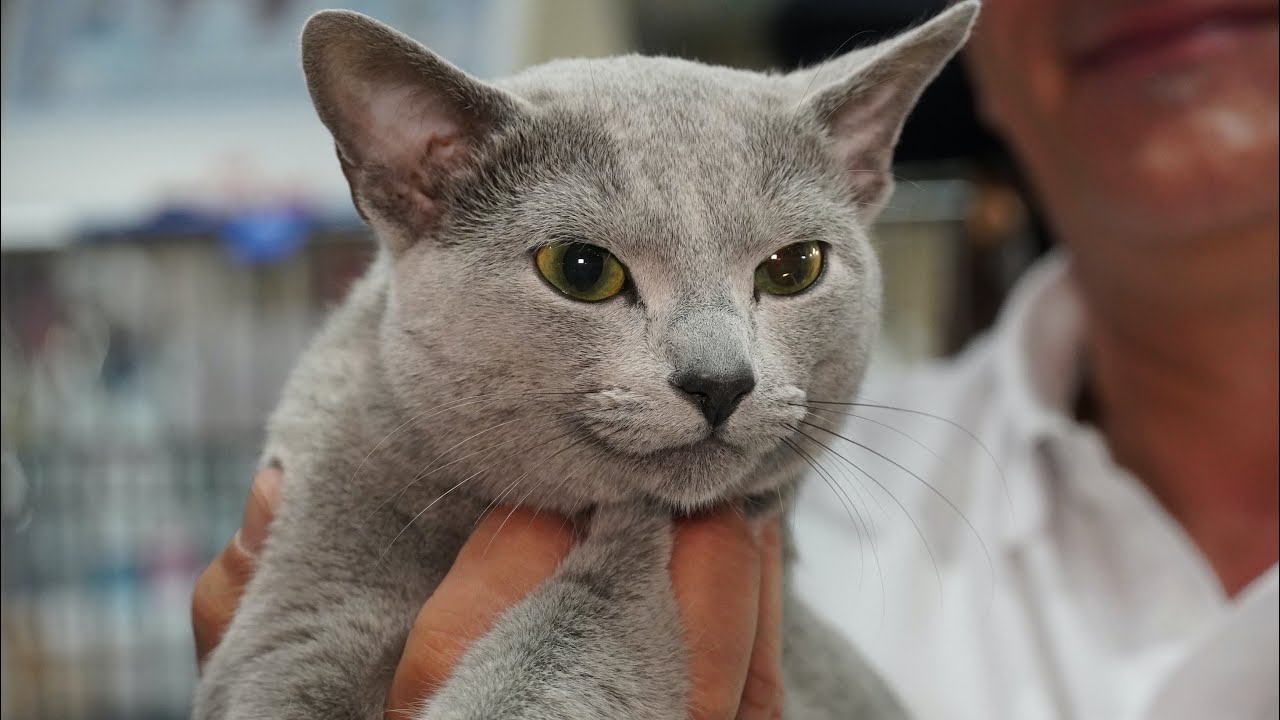Blu di Russia - MOSTRA FELINA RDS STADIUM