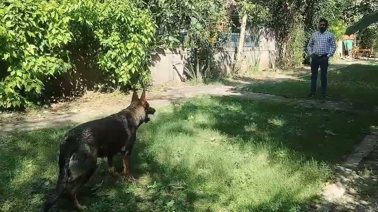 #workinggsd#dogtraining#pettraining#behaviortraining#bestpetever