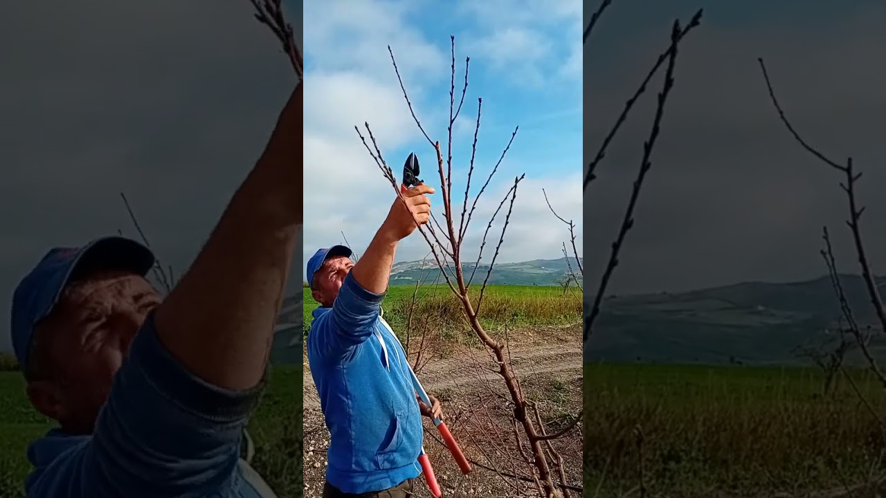 Potatura pesco facile(@giorgiopatrutescu1002 