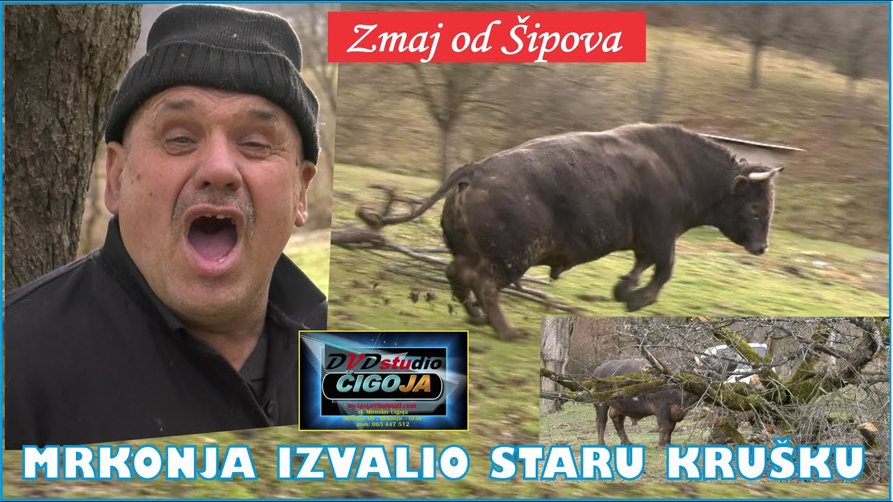 - MRKONJA IZVALIO STARU KRUŠKU I NEĆU GA MUNTATI, ZMAJ ŠIPOVO 2026