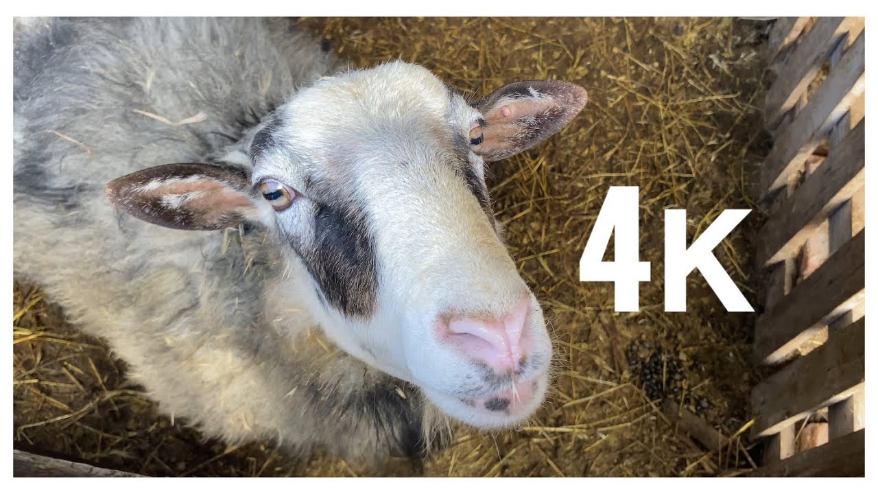 Овцы 🐑 