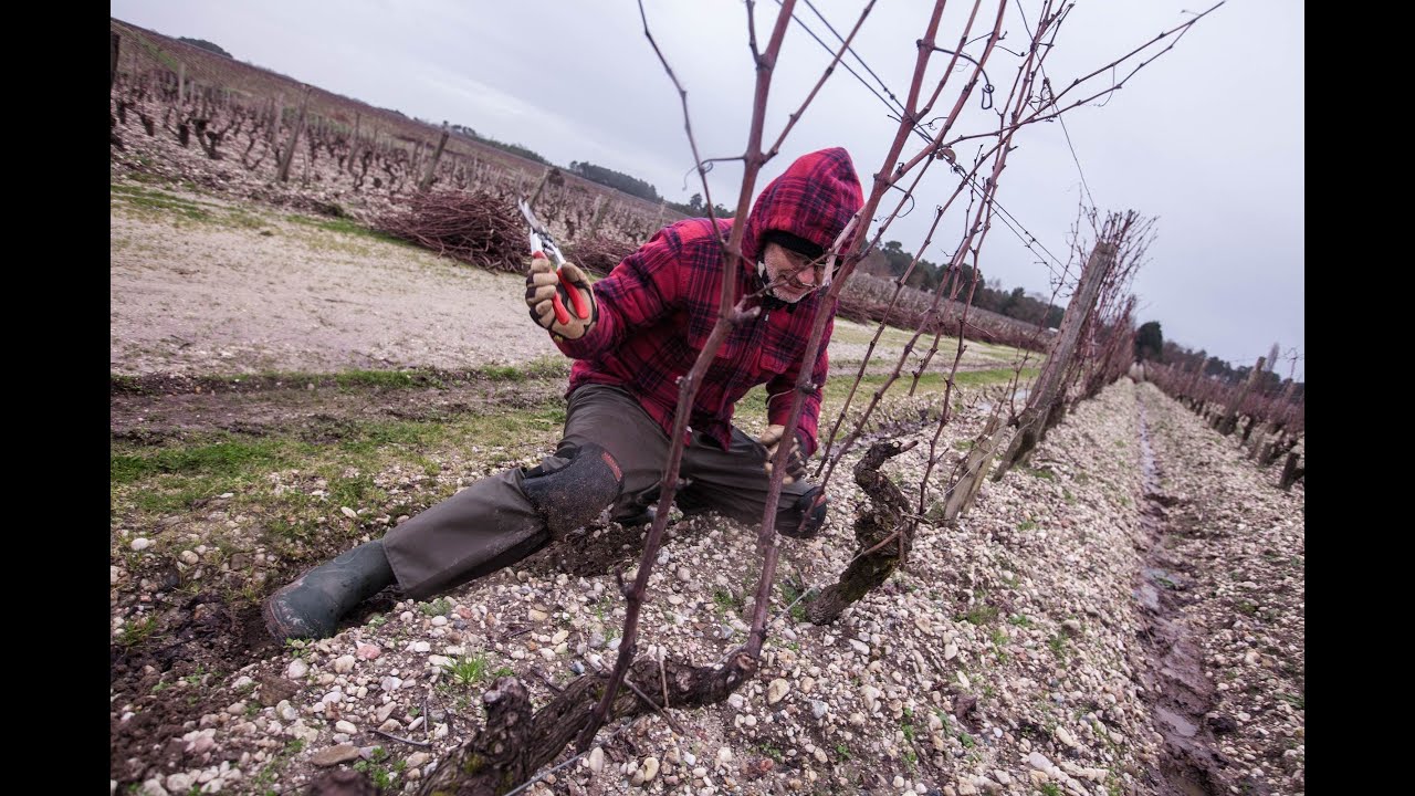 I Preparatori d'Uva consulenti del leggendario Chateau d'Yquem