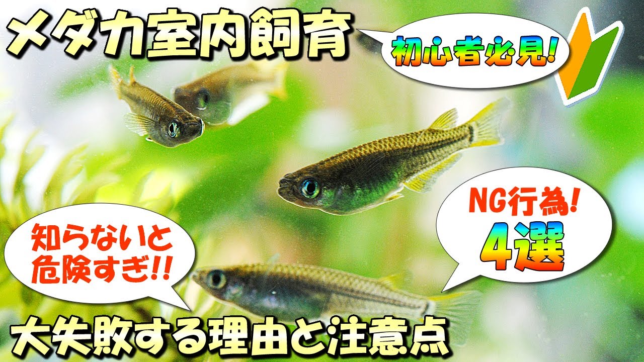 【初心者は要注意！】メダカ室内飼育で絶対にやってはいけないこと4選【大失敗する理由と注意点について】