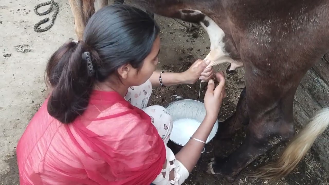 Main Gau Mata ki dudh nikalti Hui|please support me guys |#my first vlog 🥰