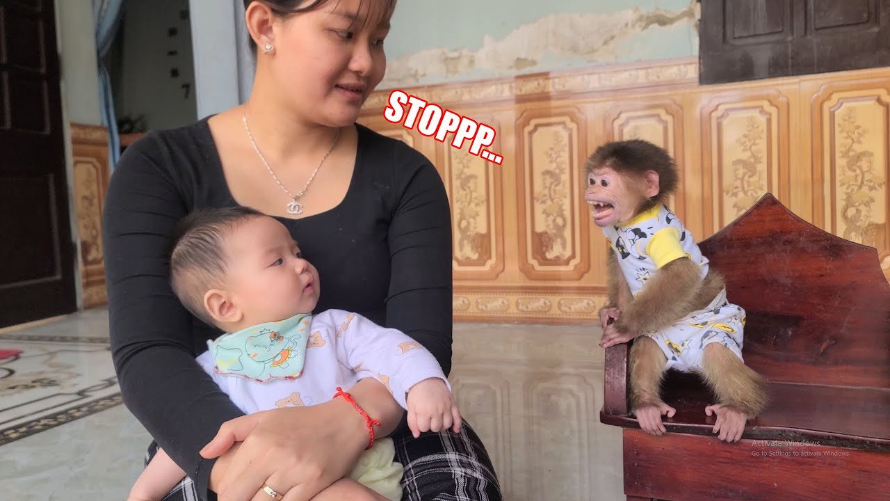 Baby Monkey David is angry and jealous of the baby
