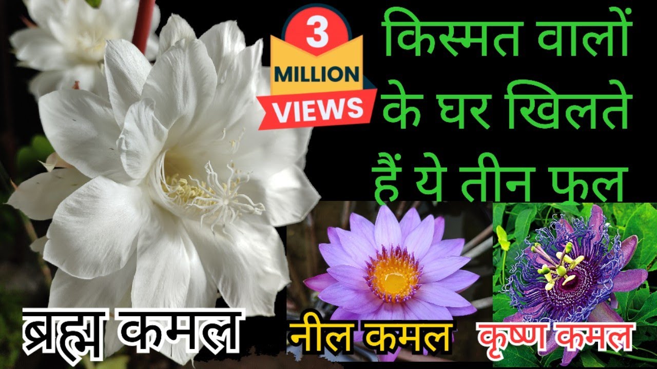 किस्मत वालों के घर खिलते हैं ये 3 फूल | Brahma Kamal, Neel kamal, Krishna Kamal Ghar Pe Kaise Ugain