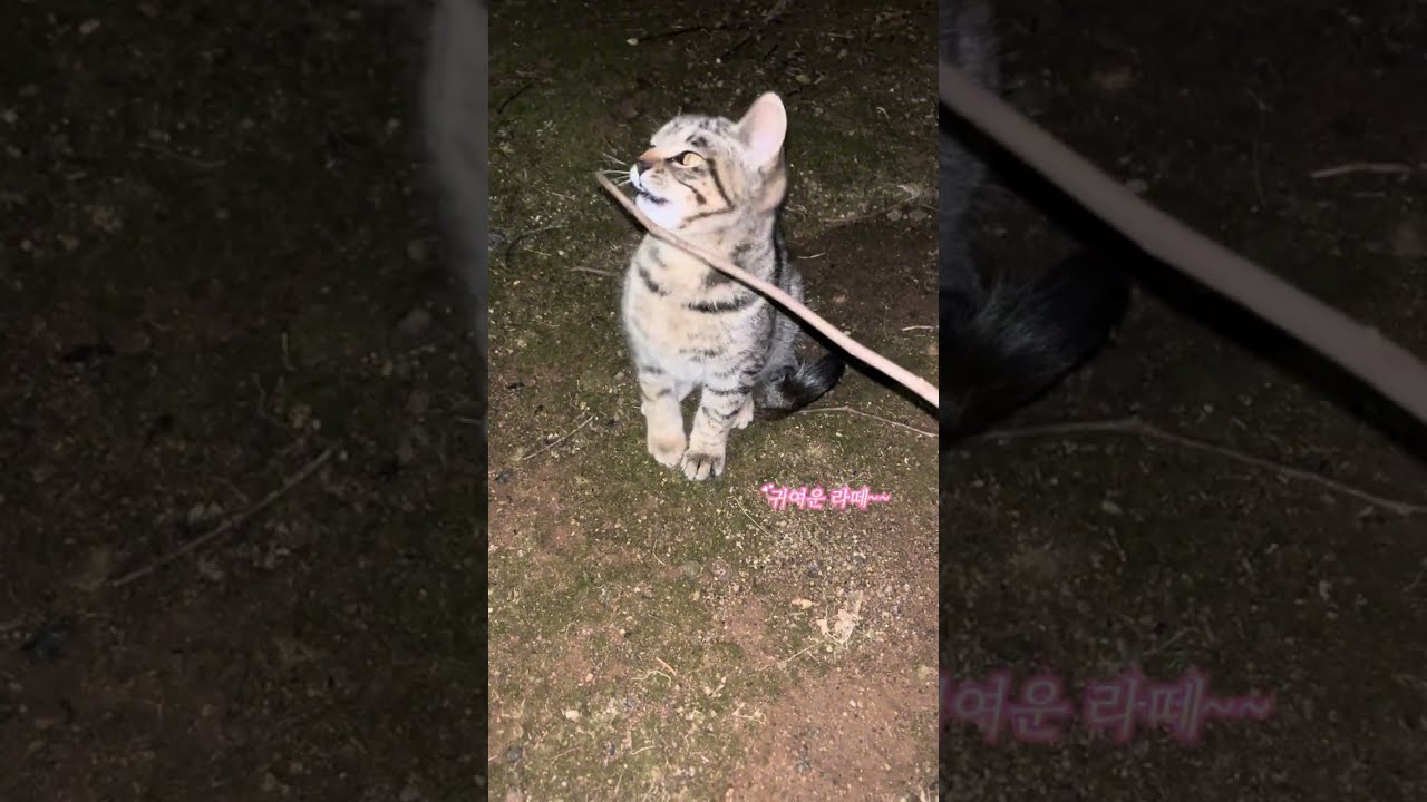 4개월 캣초딩 라떼 오스 소개합니다 !🙇‍♀️