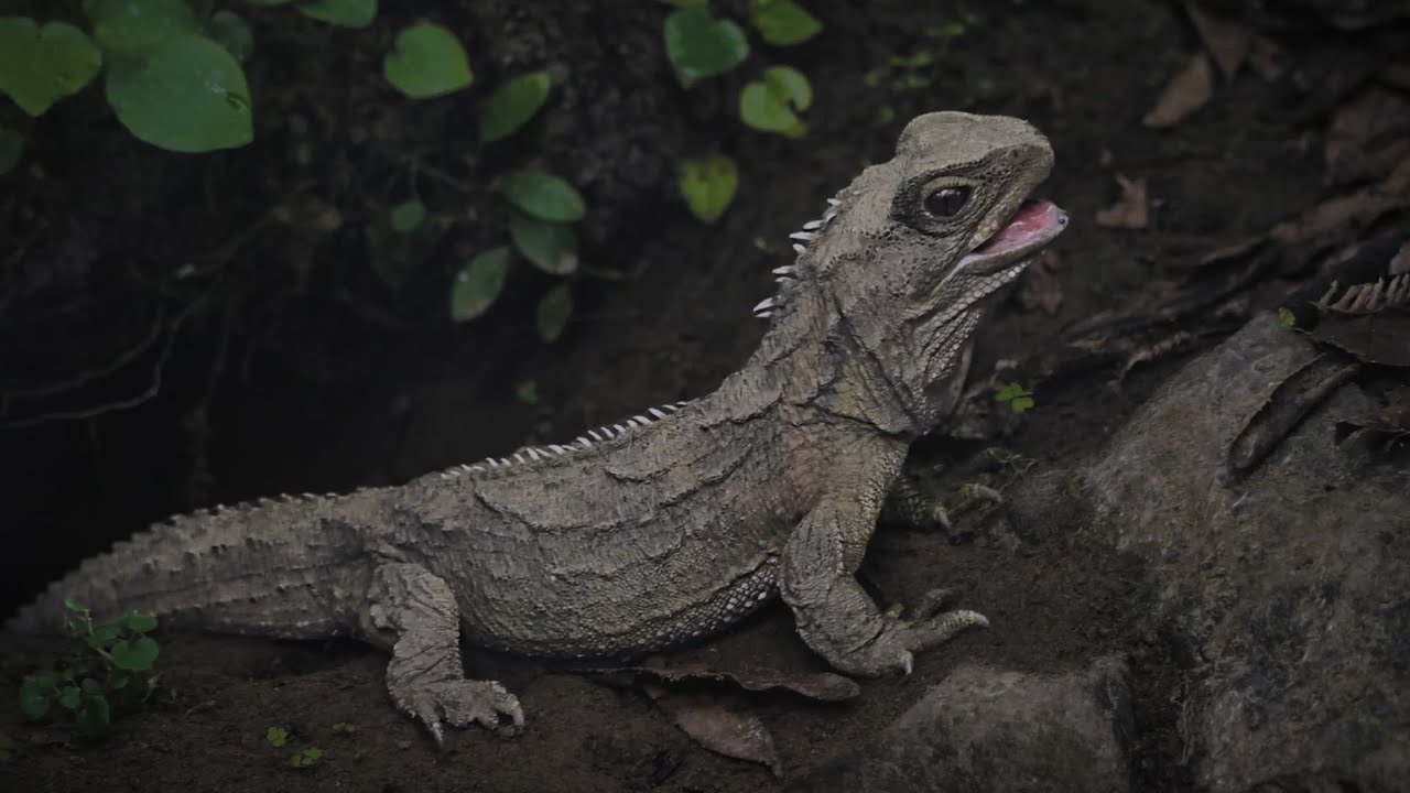 Tuatara: Guardians of the Forest