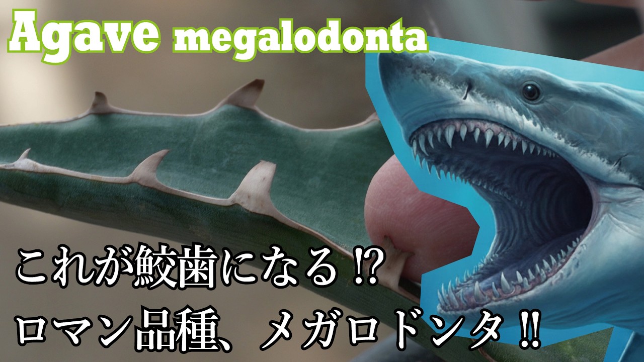 久しぶりのアガベ回！でもやっぱりマイナー品種！アガベ・メガロドンタの紹介です！Agave megalodonta
