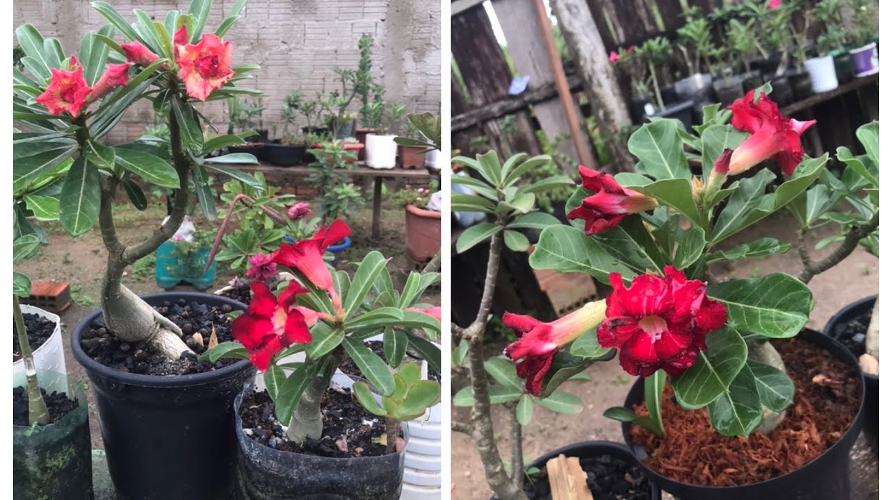 Passeio no jardim 🥰# rosas do deserto 🏜 