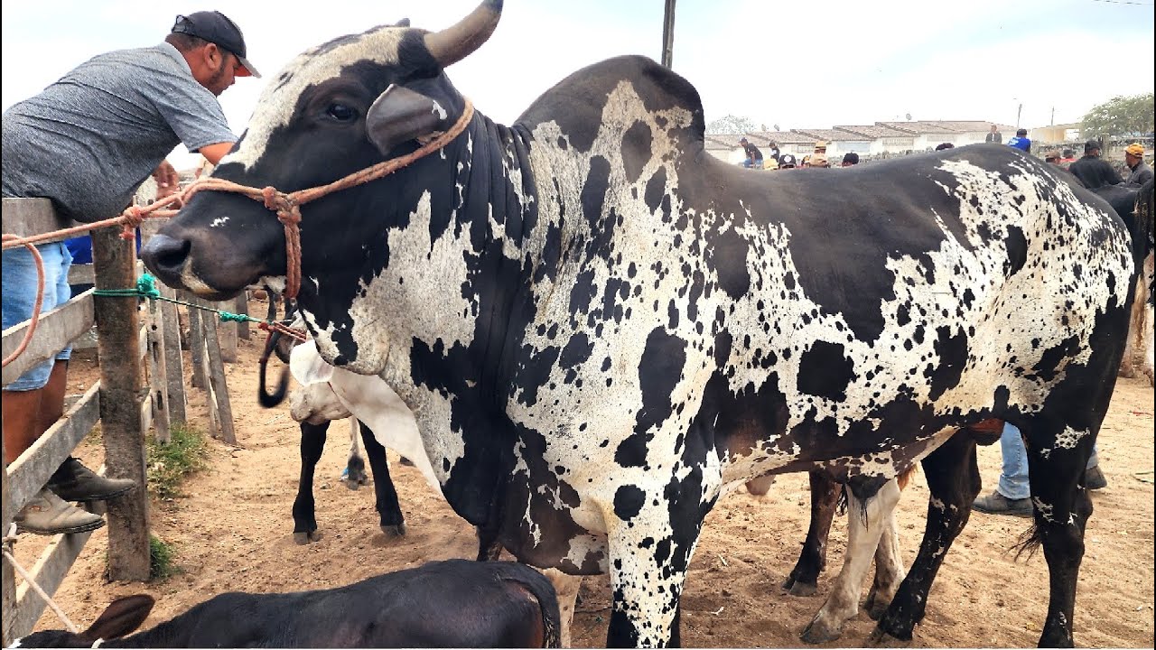 FEIRA DO GADO EM CAPOEIRAS-PE 02 01 2026 #nordeste