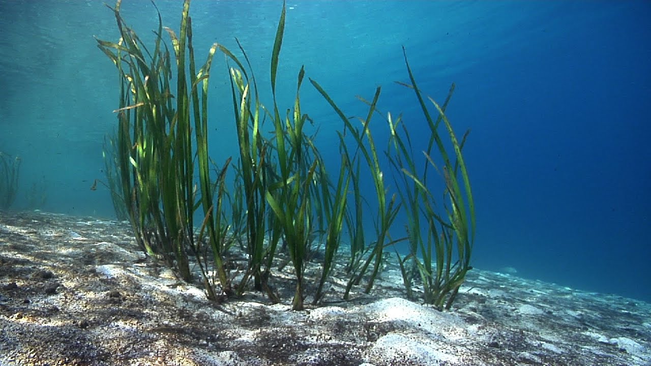 Seagrass ecosystems in the Philippines