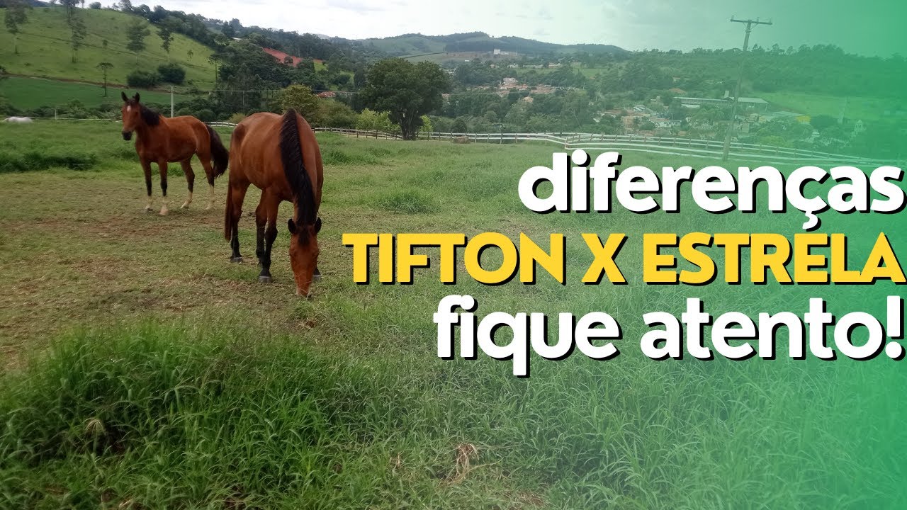 Saiba Como Diferenciar o Tifton 85 da Estrela-Roxa-Africana. Ep#092