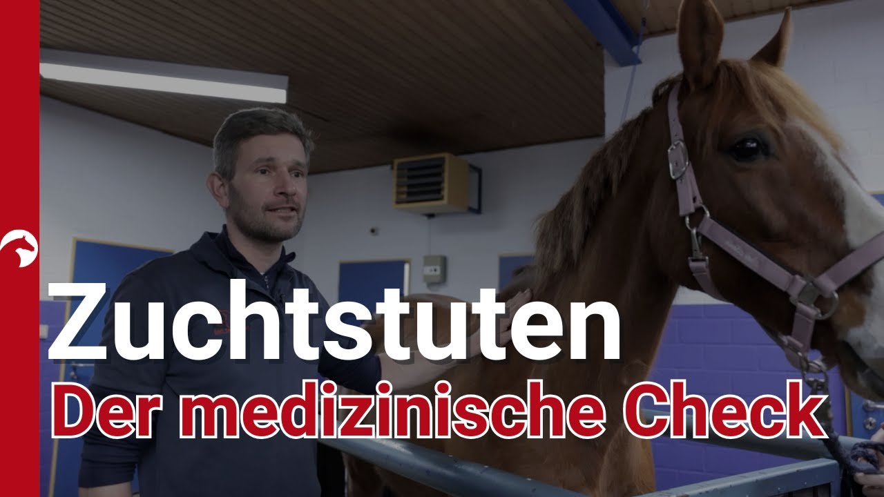 🔍 Zuchtstute im Gesundheits-Check: Von Ultraschall bis Tupferprobe
