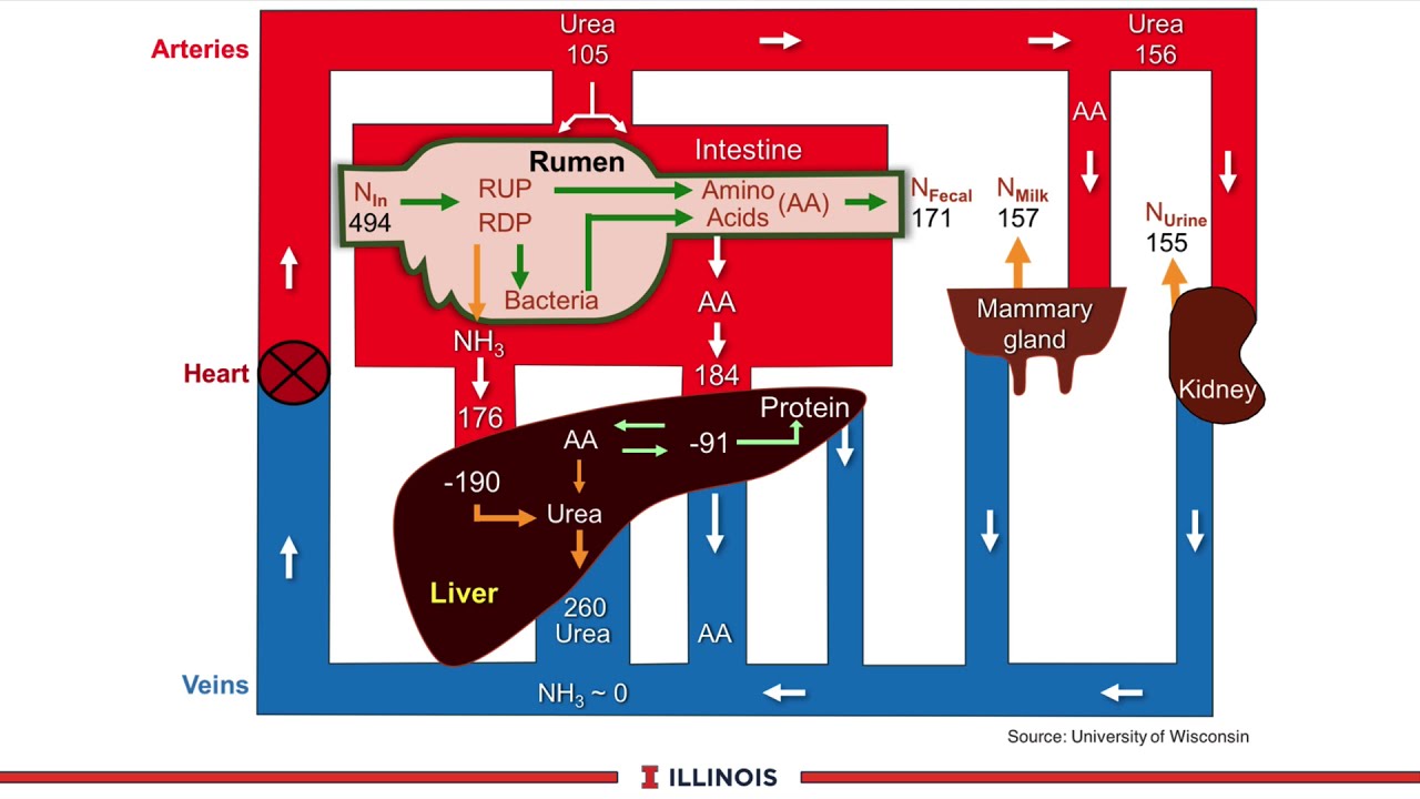 Monitoring Milk Urea Nitrogen (MUN)