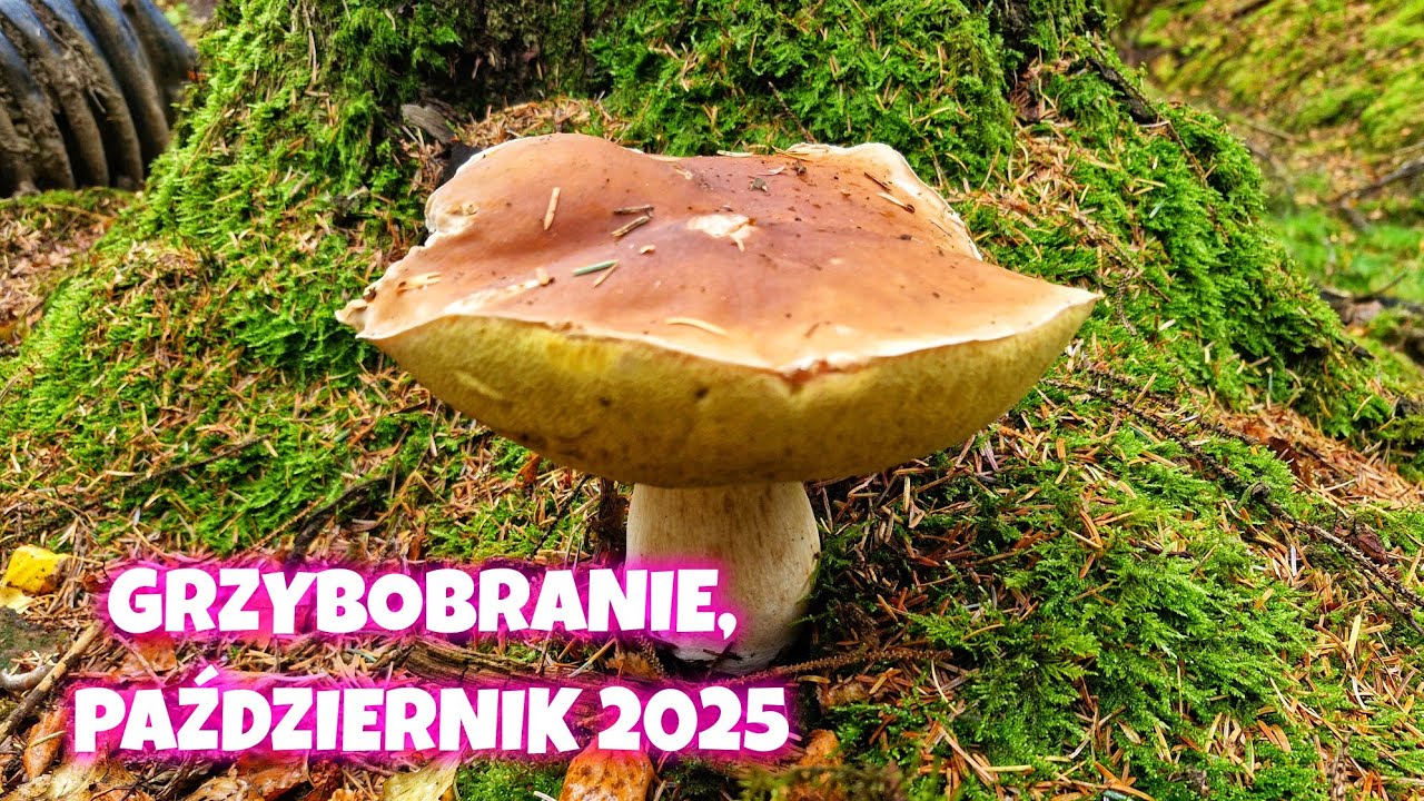 GRZYBOBRANIE, PAŹDZIERNIK 2025.