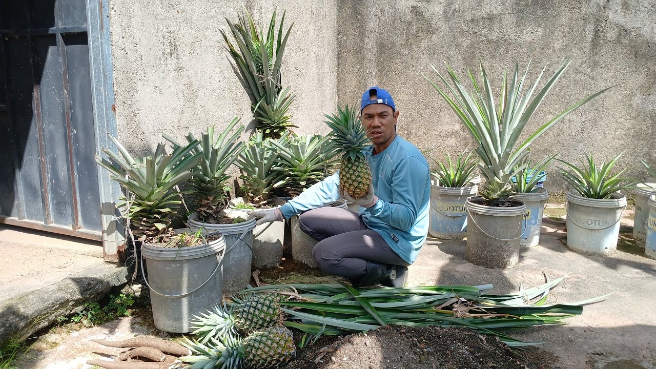 Wow..nanas pun bisa berbuah di pot ember