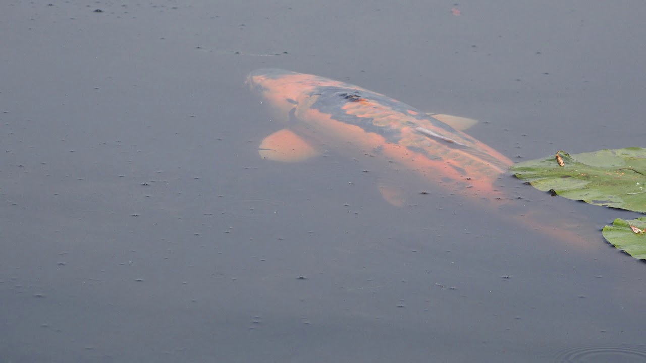 karper bergumermeer bij de centrale 18-6-2019