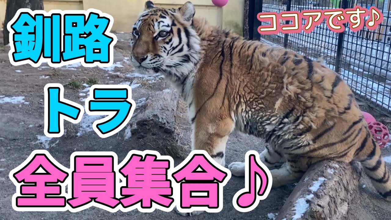 《釧路市動物園トラ》総出演⁉︎トラオールスターズ。ココア＆あさま＆ナージャ。旭山オリトファミリー娘のお友達？vol605/tiger all stars. Fuu’s friends?