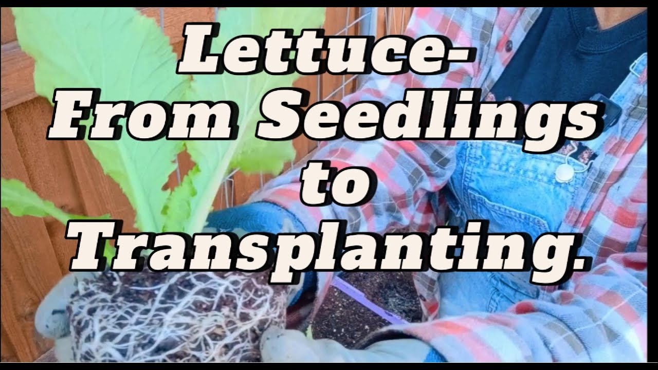 Transplanting Lettuce Starts
