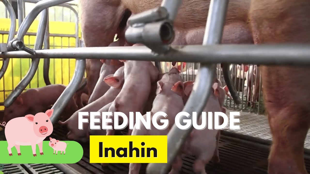 Feedpro in Nueva Ecija Feeding Guide: Inahin