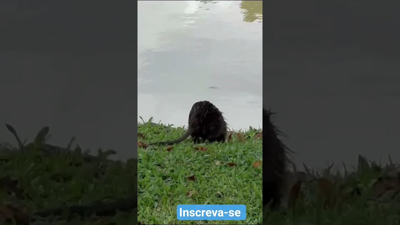 Болотная крыса 