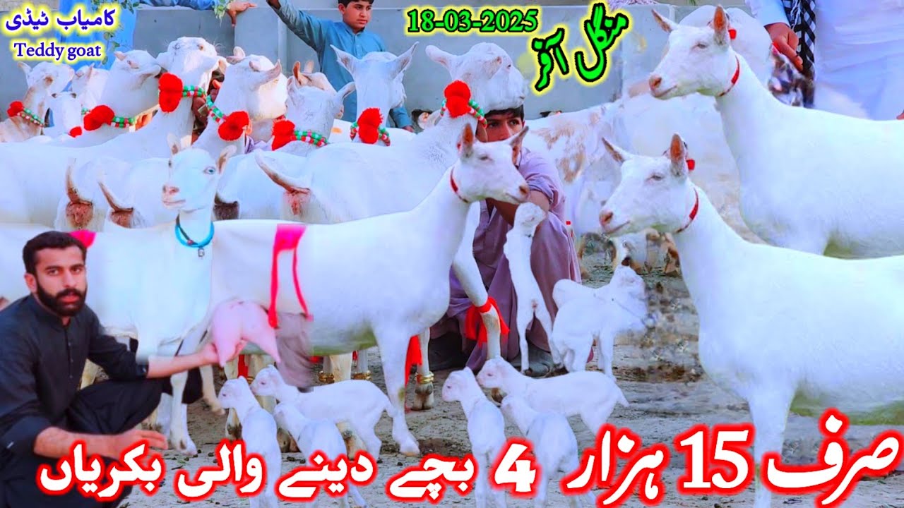 18 March 2025 Sainan Teddy goats jiada dudh dene wali bakriyan hassan goat farm dera ghazi khan 😀