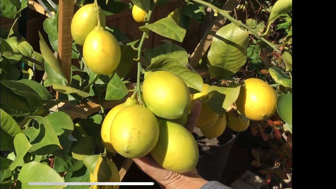 From flowers to Harvest! Growing Meyer Lemons In Zone 7b