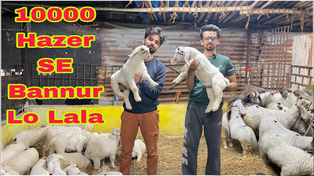 THE ZOO GOAT FARM Quality Wale bannur & Bandur MENDA LO ABHI SIRF 10000 Hazer MEIN Lala | Mumbai |