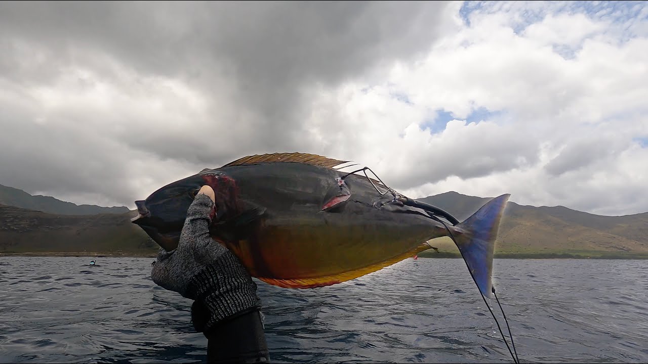 Shot My Biggest Opelu Kala! / Spearfishing Hawaii Vlog / Catch N Cook / Kalalobsta