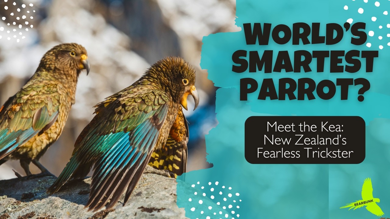 World’s Smartest Parrot Meet the Fearless Trickster Kea of New Zealand!