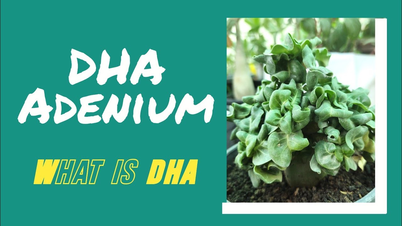 This adenium is very unique, i love DHA