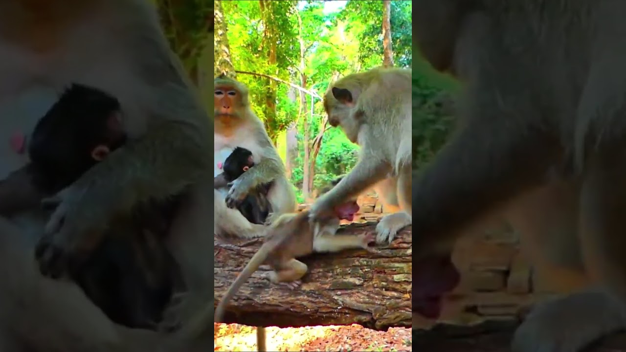 Monkey species: The baby monkey got a painful beating for constantly clinging to its mother.