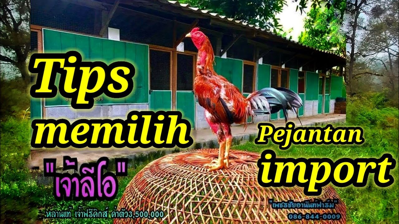 Tips lengkap, memilih pej4nt4n import versi smfc Factory