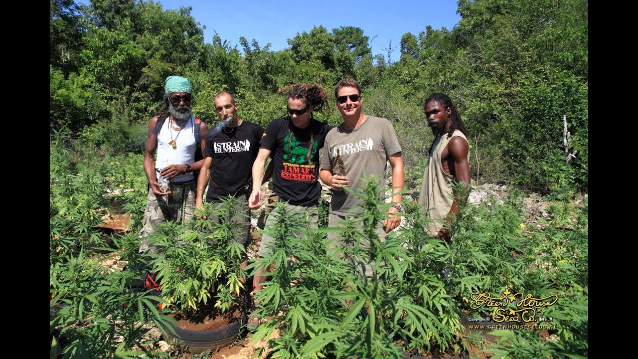 Strain Hunters Jamaica Expedition (Full Length)