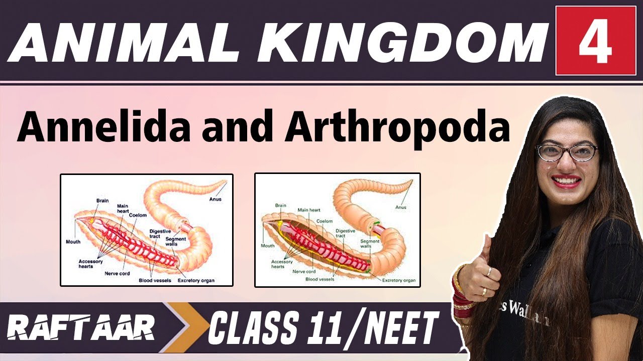 Animal Kingdom 04 || Annelida and Arthropoda || Class 11/NEET | RAFTAAR