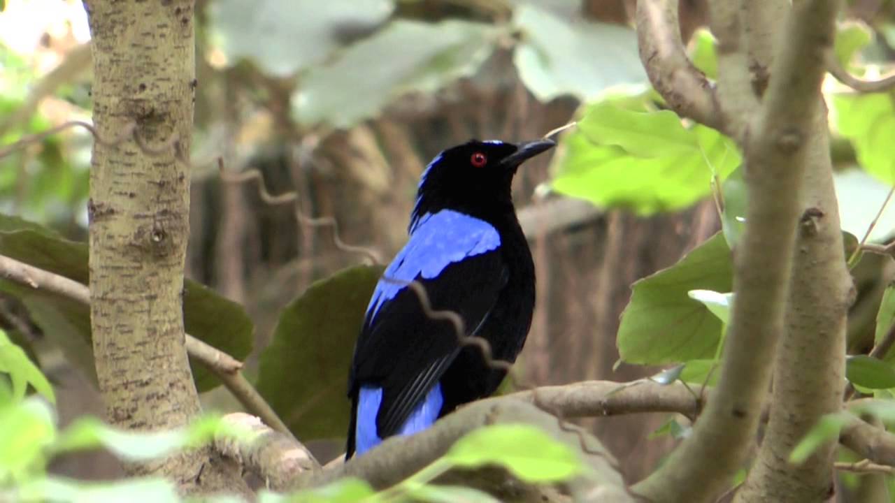 Elfenblauvogel singt