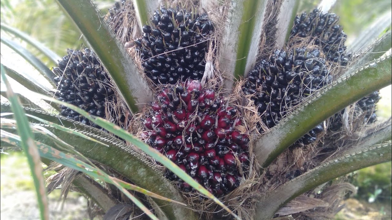 🤭😅 1H 1Pohon PPKS DXP 239?..🤭🌴🤣😎