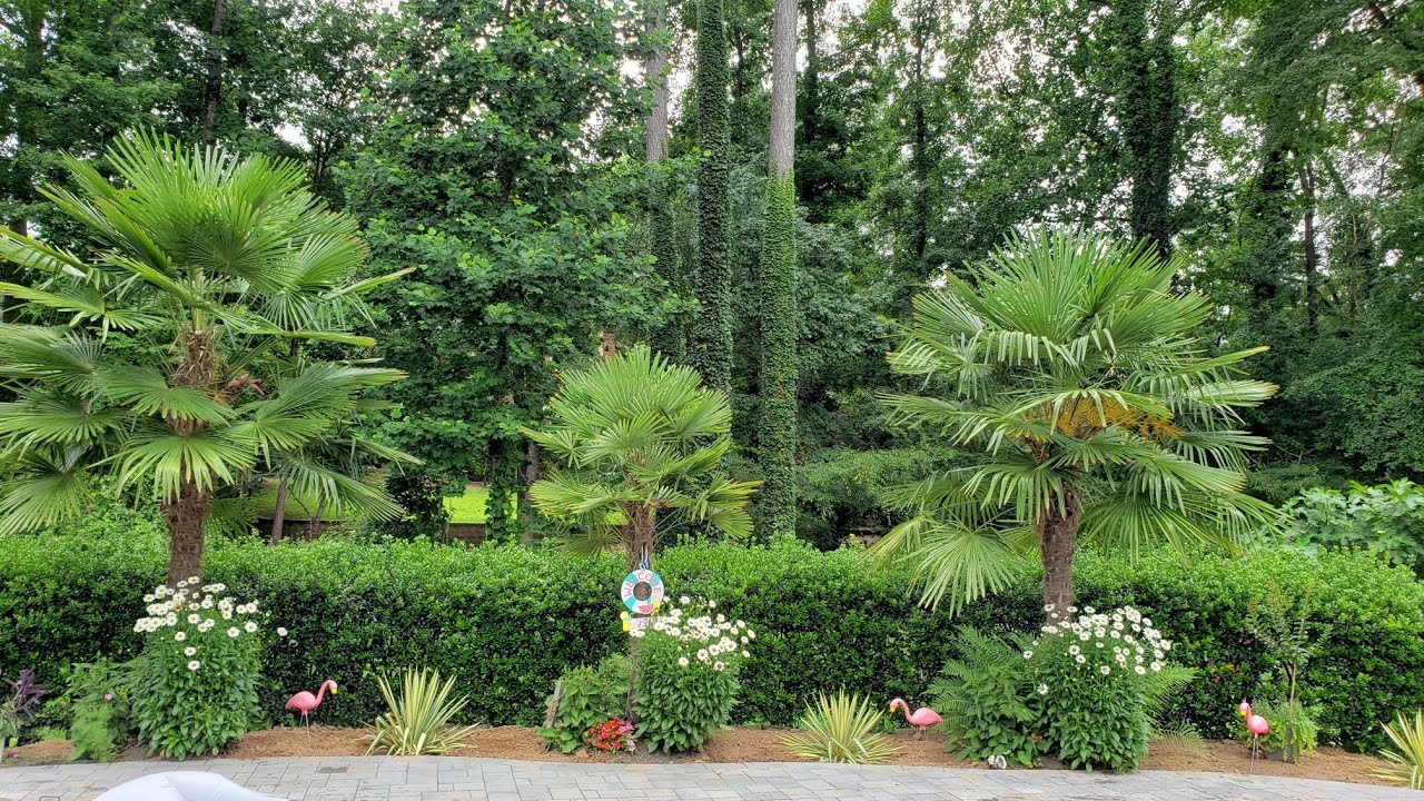 How to plant a Windmill Palm tree: the whole process.🌴🌴🌴