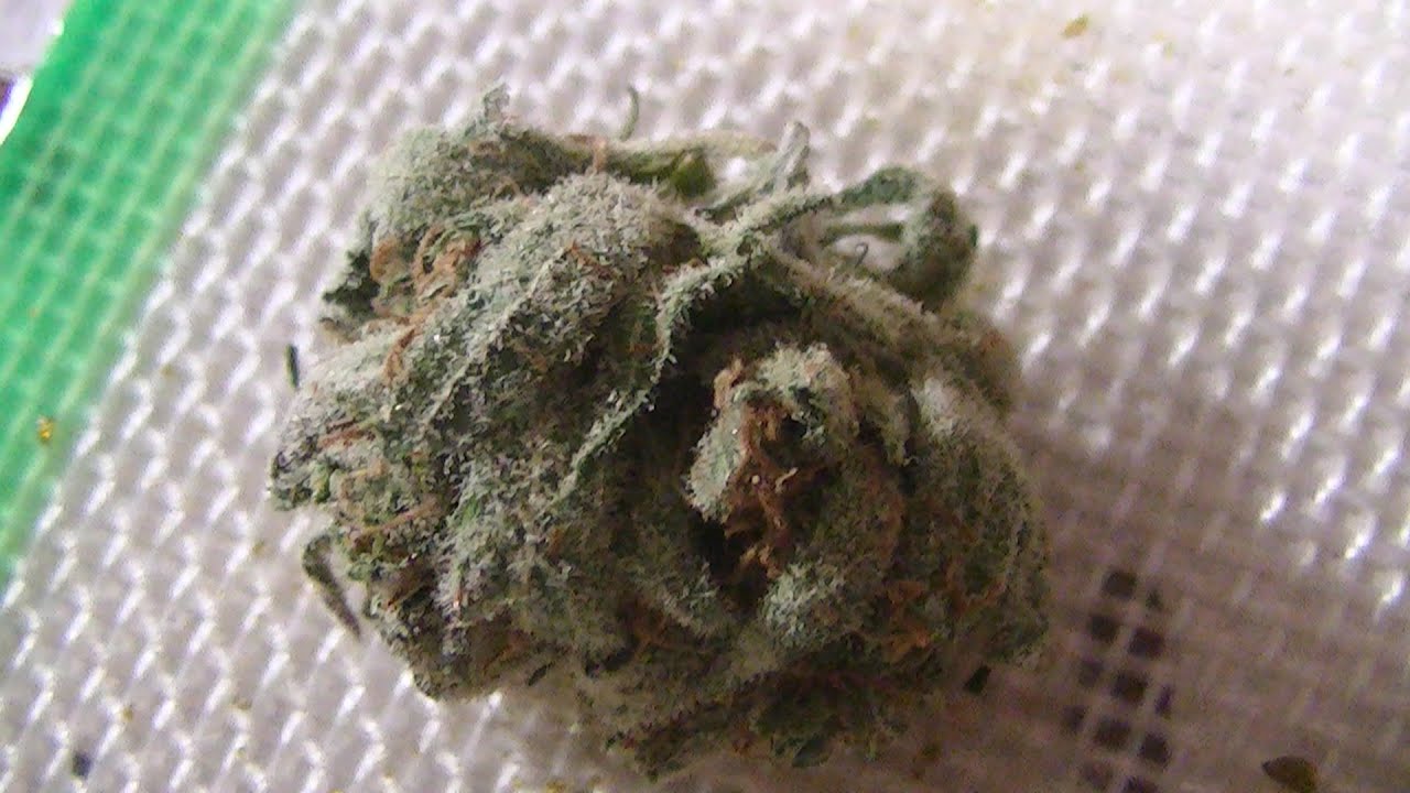 Green Ninja's Medical Cannabis Review:  Orange Papaya